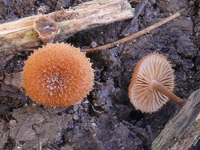 Phaeomarasmius Erinaceus